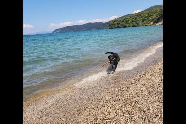 House sit in Taupo, New Zealand