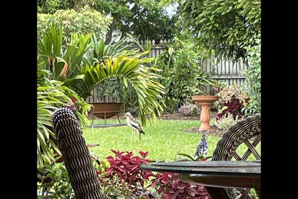 House sit in Yungaburra, QLD, Australia