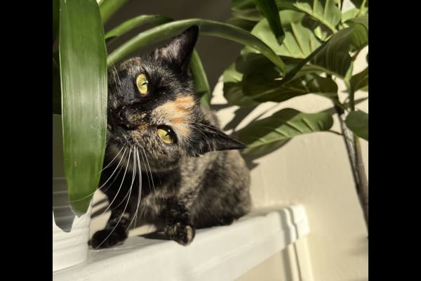 House sit in Emeryville, CA, US