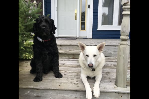 House sit in St. John's, NL, Canada