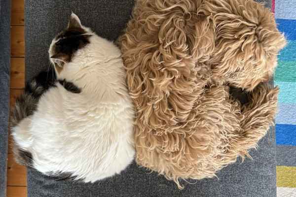 House sit in Uppsala, Sweden