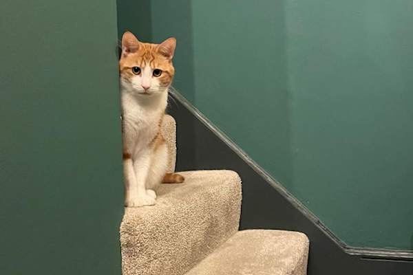House sit in London, United Kingdom