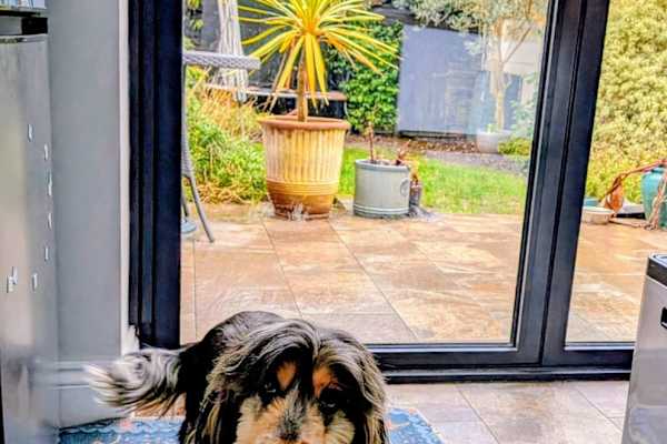 House sit in Teddington, United Kingdom