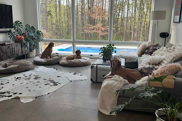 House sit in Durham, NC, US