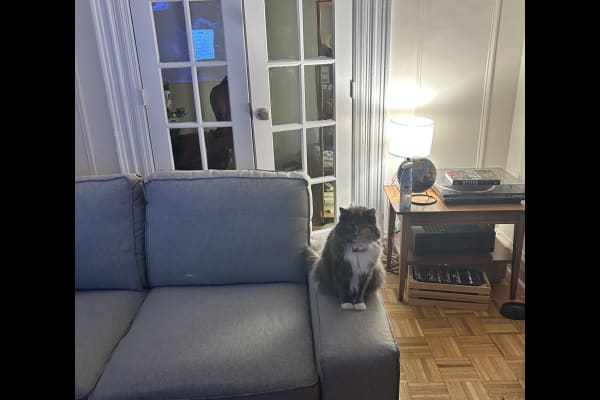 House sit in New York City, NY, US