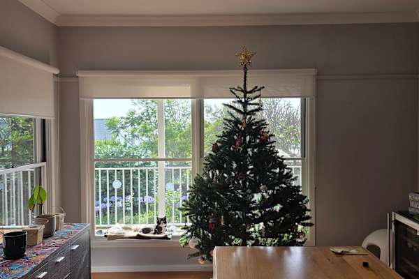 House sit in Kiama, NSW, Australia