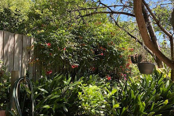 House sit in Caulfield North, VIC, Australia