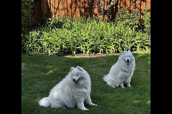 House sit in Oak Park, IL, US