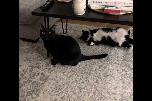 House sit in London, United Kingdom