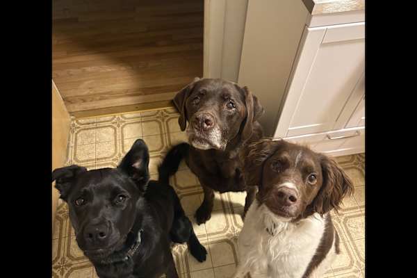 House sit in Sacramento, CA, US