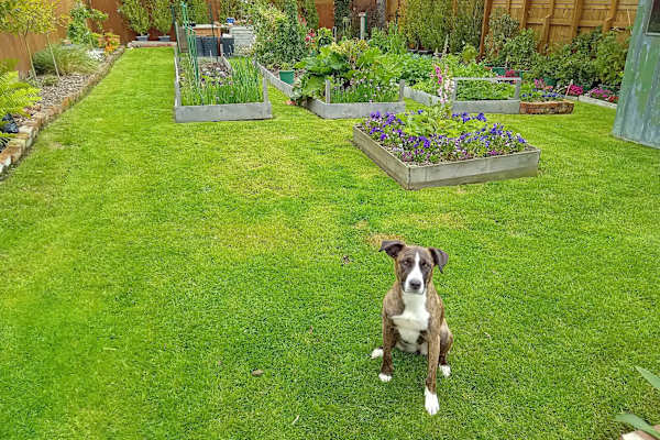 House sit in Dunedin, New Zealand