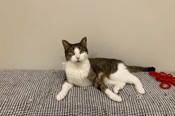 House sit in Boston, MA, US