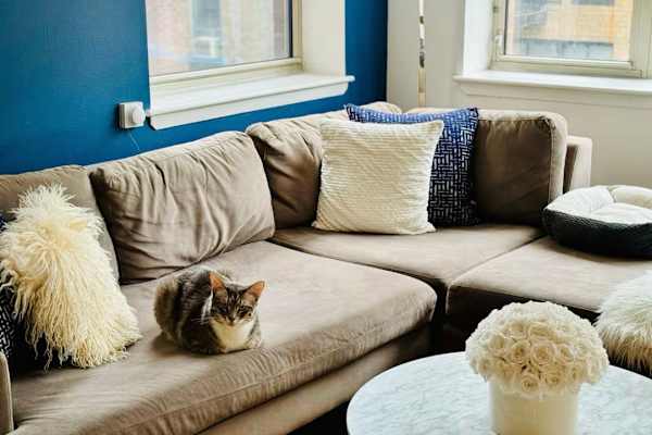 House sit in New York City, NY, US