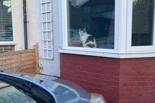 House sit in Worthing, United Kingdom