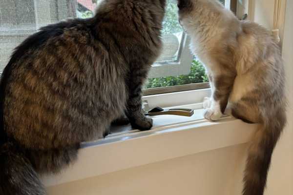 House sit in Vancouver, BC, Canada