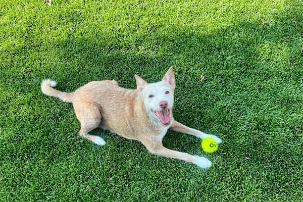 House sit in Heerewaarden, Netherlands