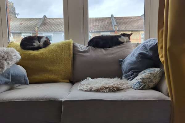 House sit in East Ham, United Kingdom