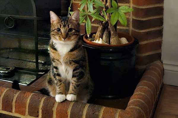 House sit in Cobham, United Kingdom