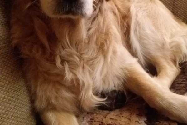 House sit in Potters Bar, United Kingdom