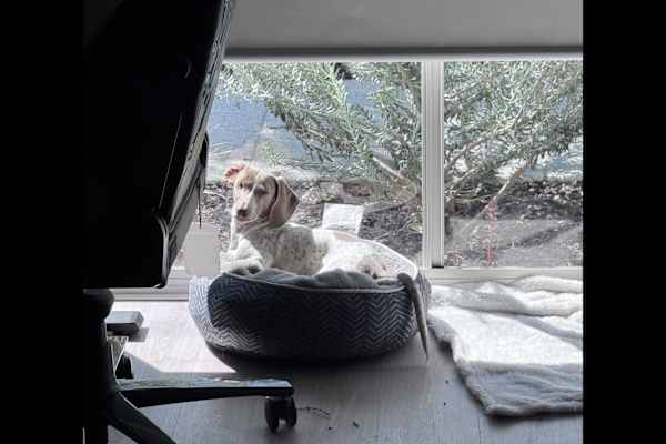 House sit in Perth, WA, Australia