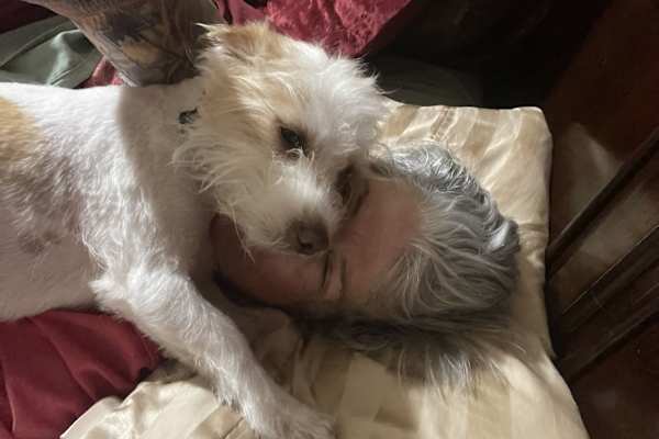 House sit in Palm Springs, CA, US