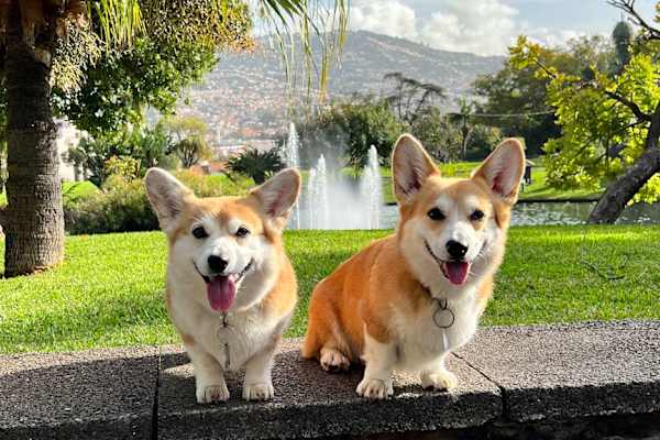 House sit in Funchal, Portugal