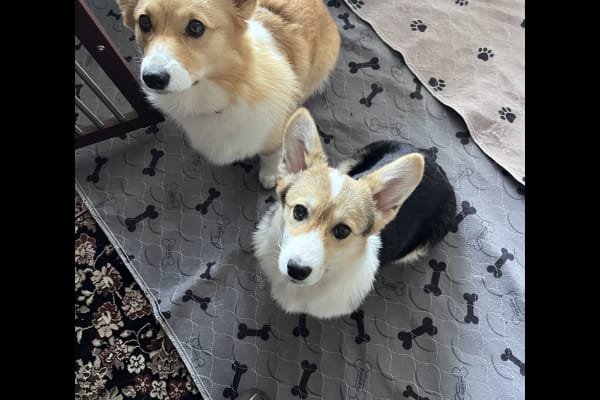 House sit in Lompoc, CA, US