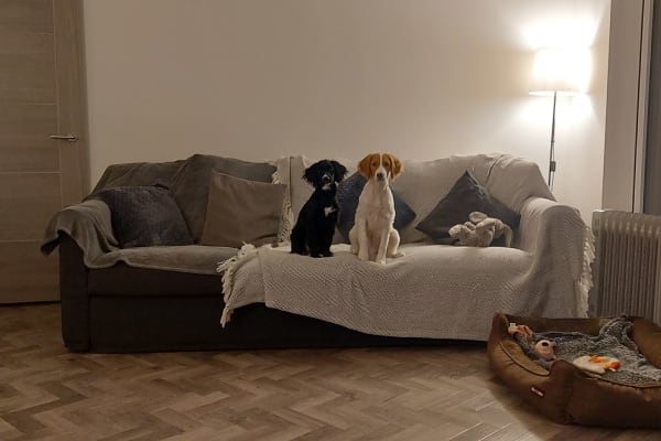 House sit in London, United Kingdom