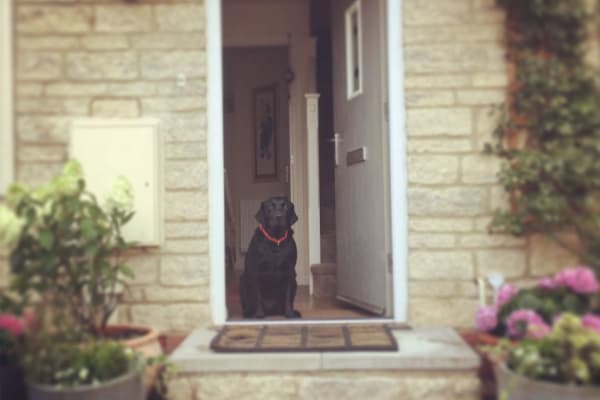 House sit in Bishop Sutton, United Kingdom