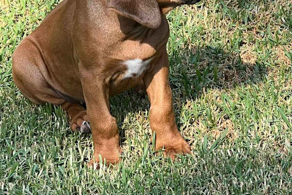 House sit in Sale, VIC, Australia