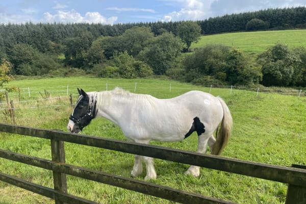 House sit in Ballynoe, Ireland