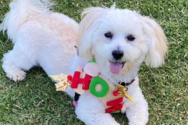 House sit in Sydney, NSW, Australia