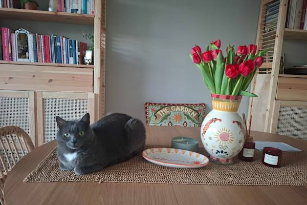 House sit in Voorburg, Netherlands