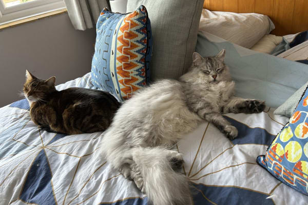 House sit in Canterbury, United Kingdom