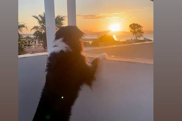 House sit in Can Picafort, Spain