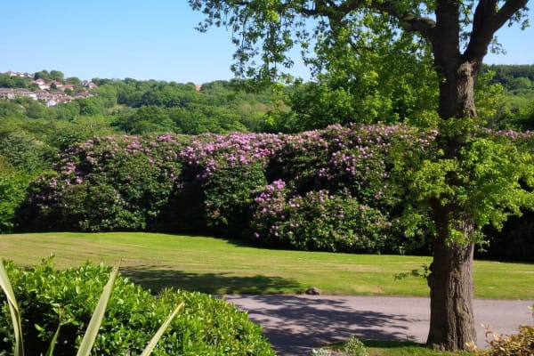 House sit in Sheffield, United Kingdom