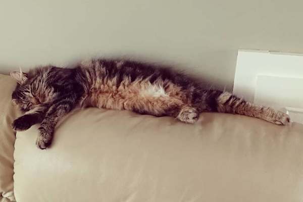 House sit in Clonsilla, Ireland