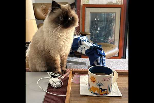 House sit in Pleasanton, CA, US