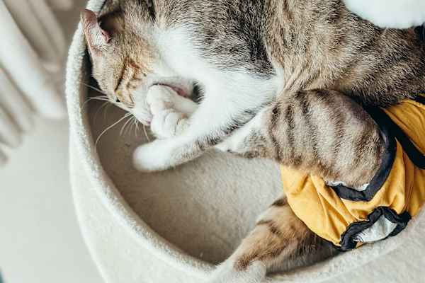 House sit in Siem Reap, Cambodia