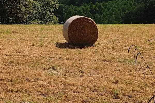 House sit in Remungol, France