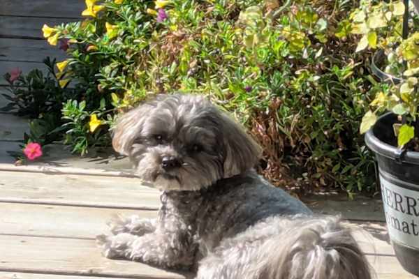 House sit in Collingwood, ON, Canada