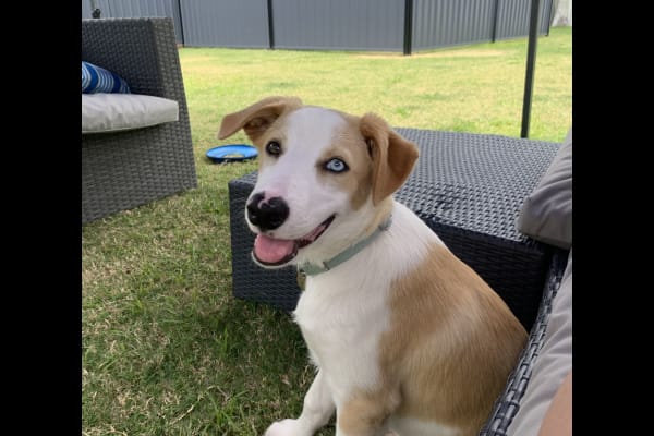 House sit in Brisbane, QLD, Australia