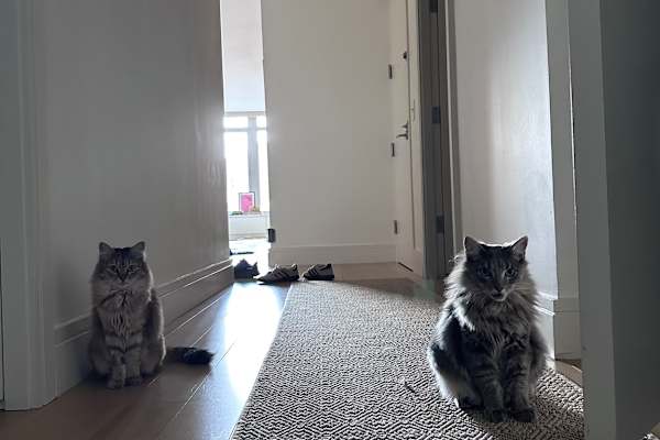 House sit in New York City, NY, US