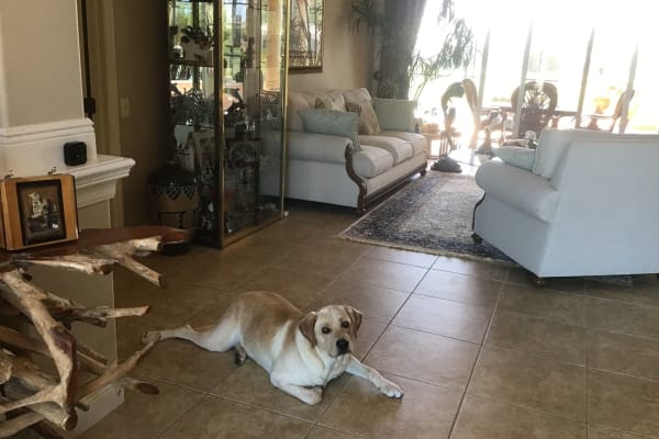 House sit in Venice, FL, US