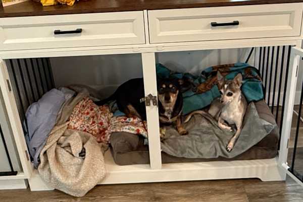 House sit in Eugene, OR, US