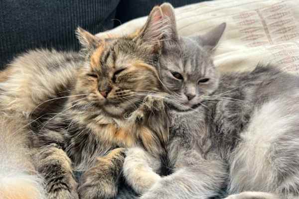 House sit in Maidenhead, United Kingdom