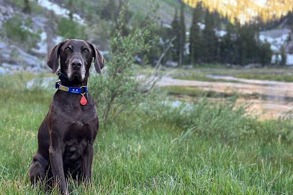 House sit in Montgomery, AL, US