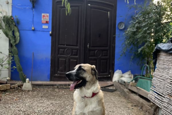 House sit in Alora, Spain