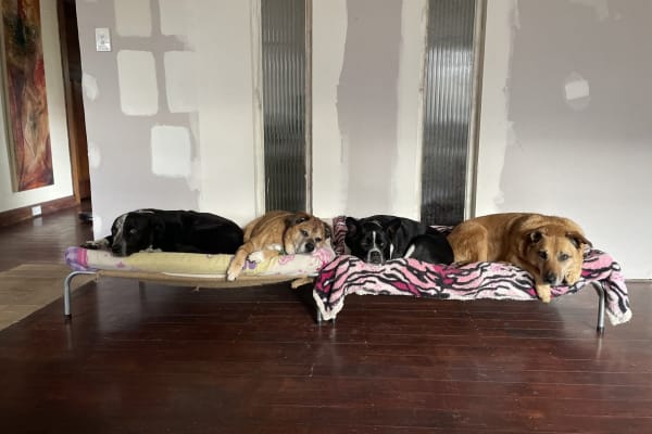 House sit in New Norfolk, TAS, Australia