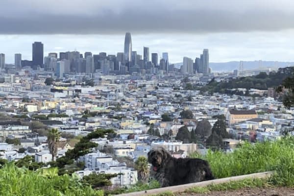House sit in San Francisco, CA, US